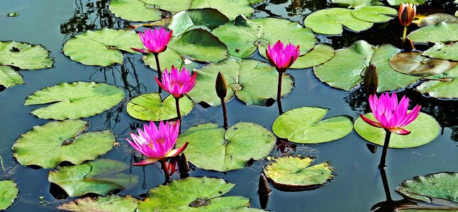 Water pink lily photo