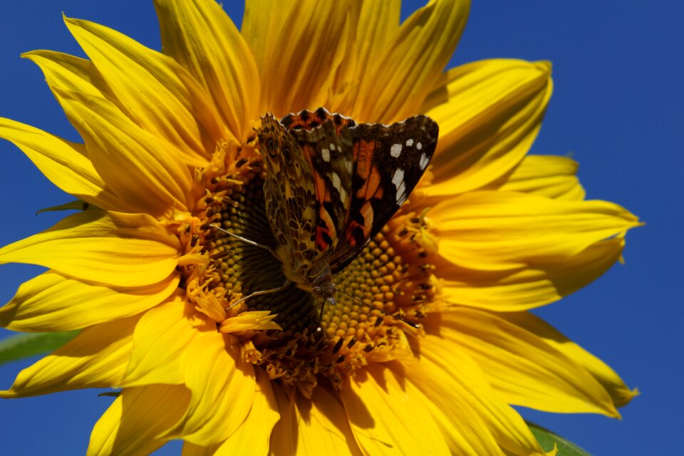 Painted lady butterfly sunflower