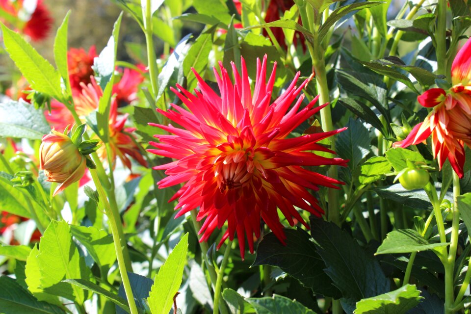Yellow blossom bloom