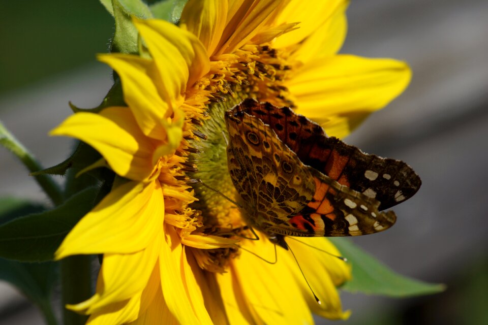 Painted lady butterfly sunflower