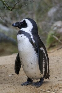 Animal frosty penguin photo