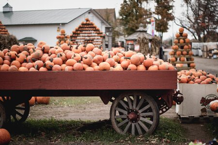 Orange squash vegetable