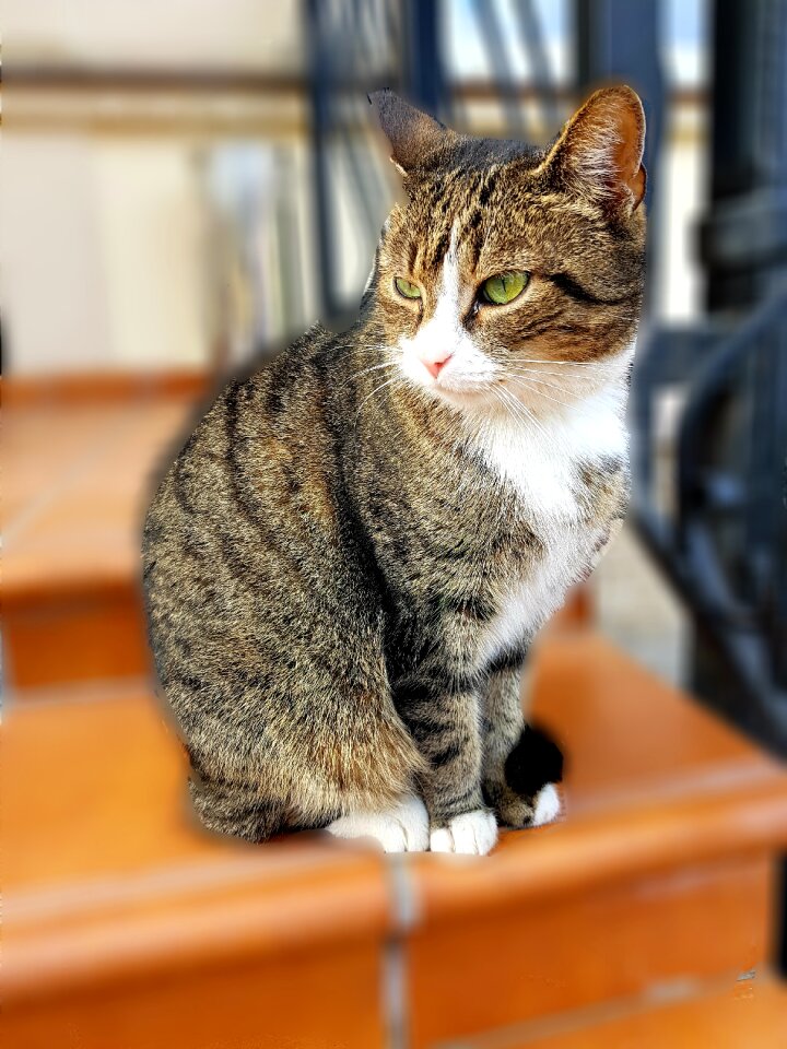 Pet animal cute