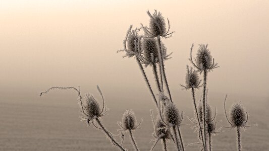 Plant wild flower thistle flower photo