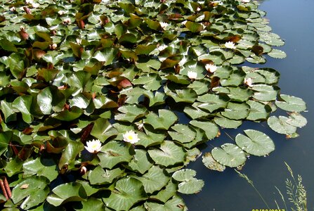Water the beauty of nature water lilies