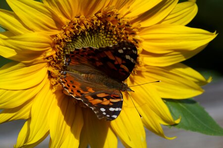 Painted lady butterfly sunflower photo