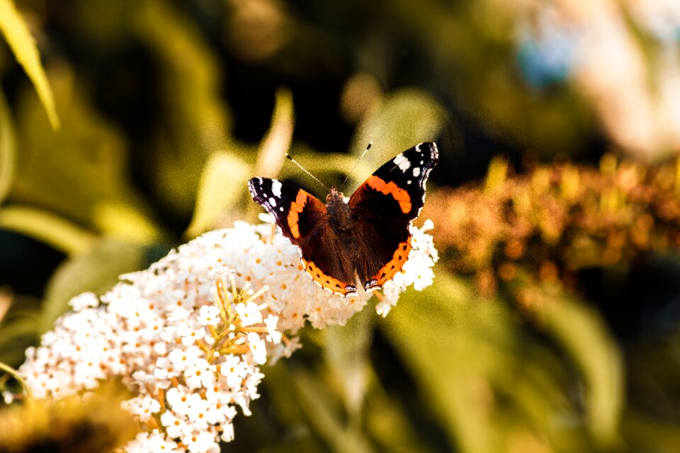 Close up animal nature