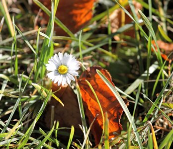 Nature flower blossom photo