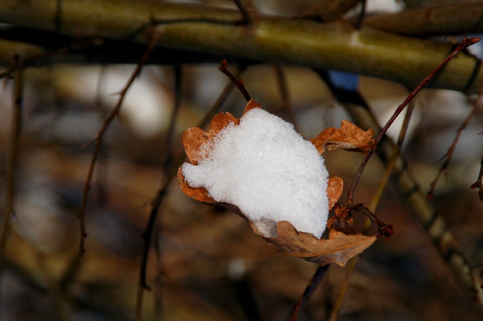 Caught winter stick