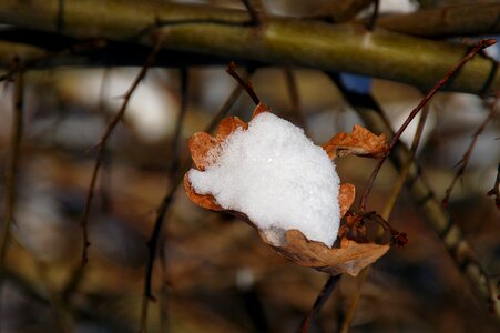 Caught winter stick