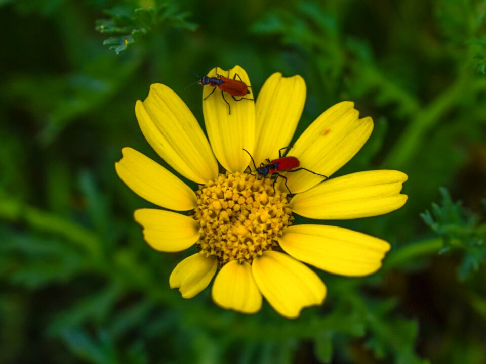 Spring pollen insect