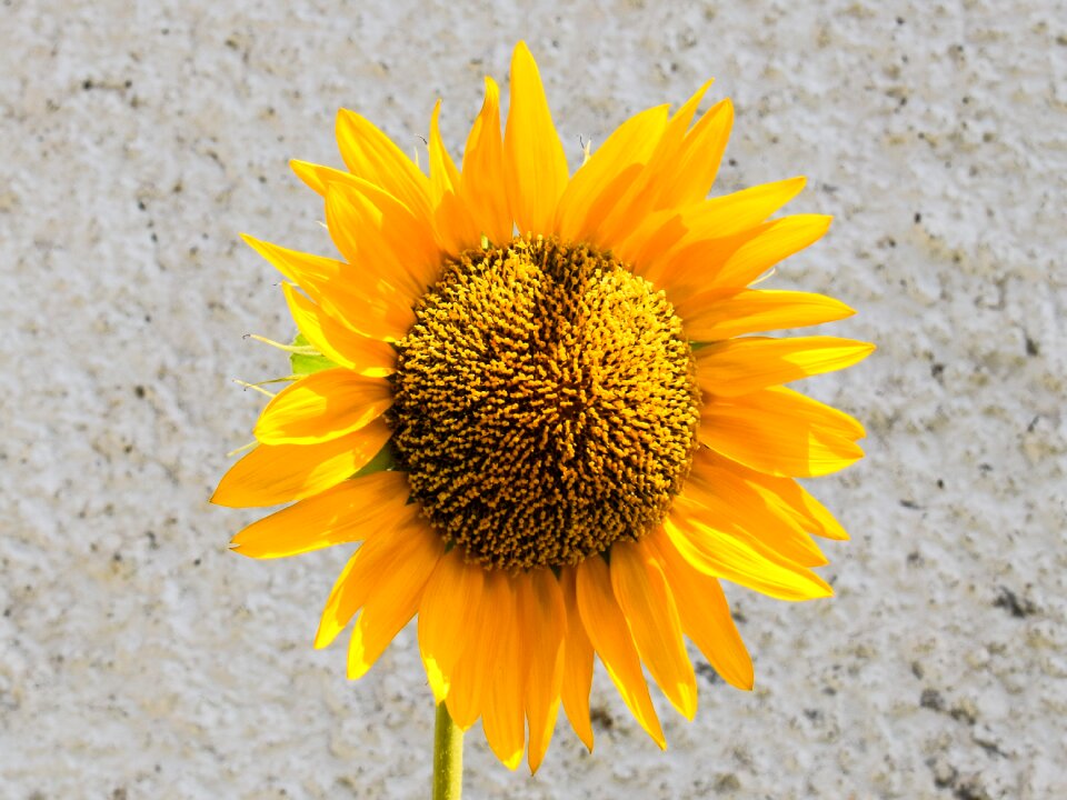 Blossom bright blooming