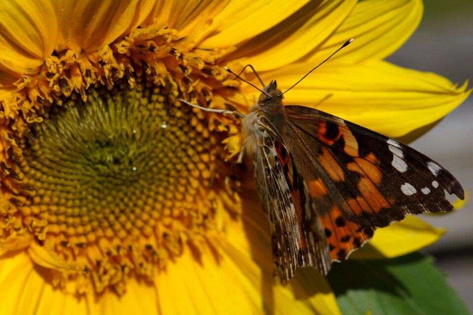 Butterfly sunflower brown sunflower