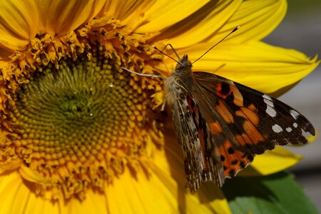 Butterfly sunflower brown sunflower photo
