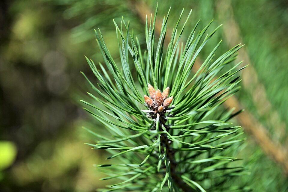 Conifer green branch