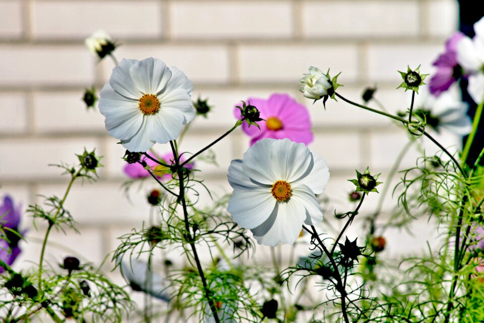 Cosmos blossom bloom