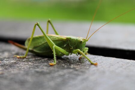 Cricket grasshopper nature