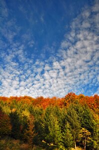Autumn mood forest landscape