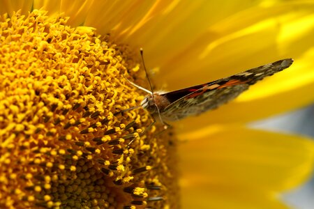 Sunflower brown sunflower brown lady photo