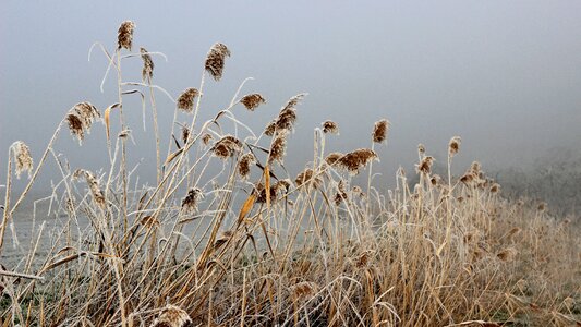 Plant cold fog