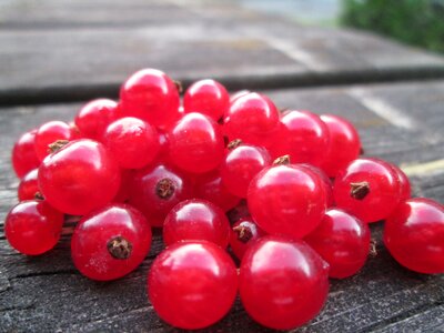 Red berry garden