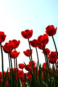 Tulips red flowers