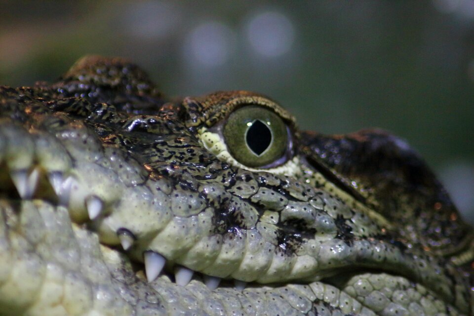 Animals portrait wild