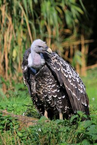 Scavenger wild birds feathers