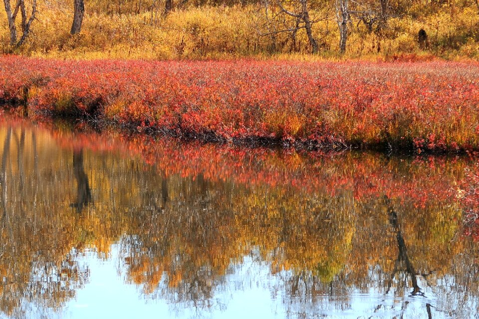 Forest the bushes reflection