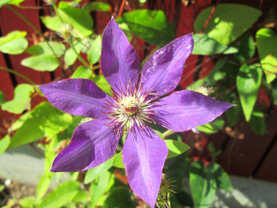 Violet flower flowers photo