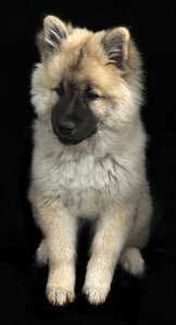 Animal mammal animal portrait