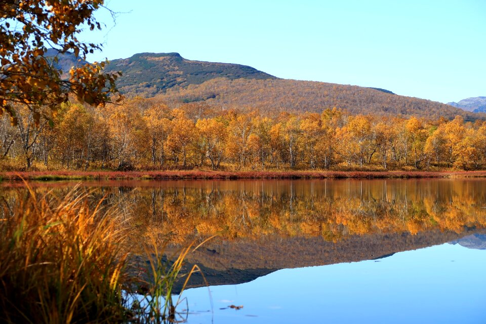 Reflection forest golden autumn