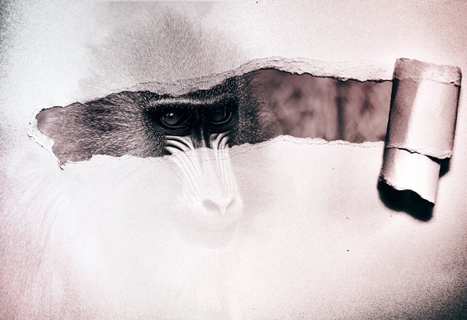 Paper digital photo montage animal