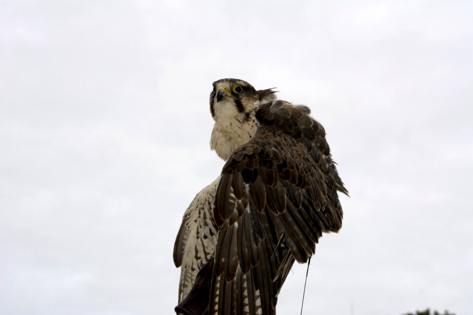 Raptor bird predator