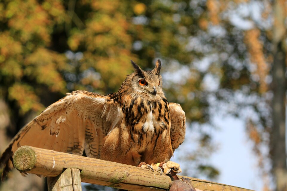Grand duke nocturne wild birds