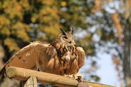 Grand duke nocturne wild birds