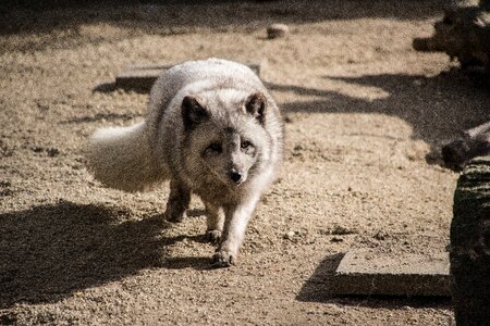 Zoo predator fur
