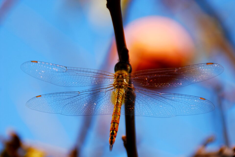 Nature animal wing photo