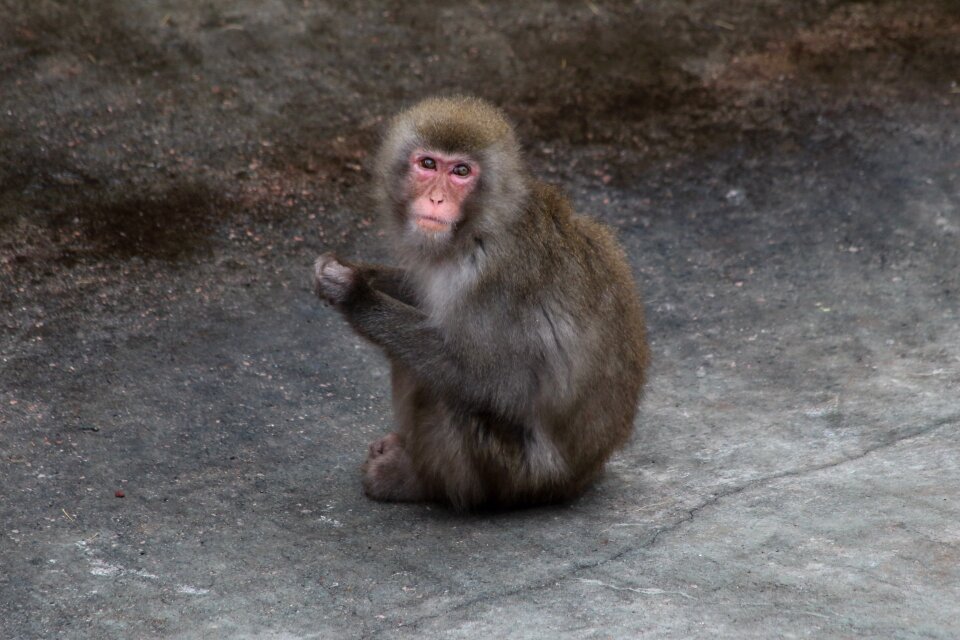 Mammals sit portrait
