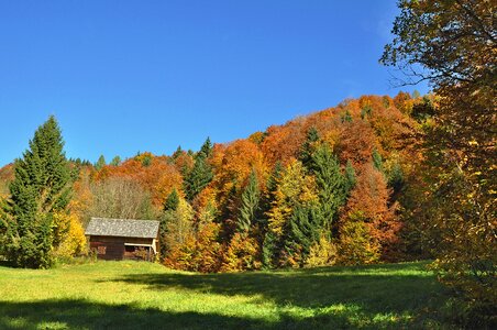 Golden autumn autumn colours fall color photo