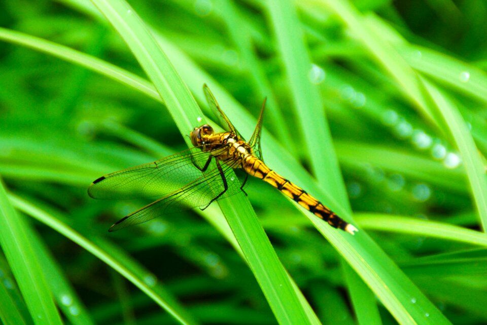 Nature animal wing photo