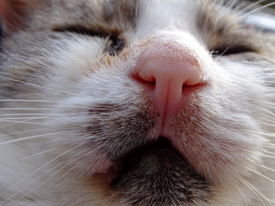 Animal cute portrait