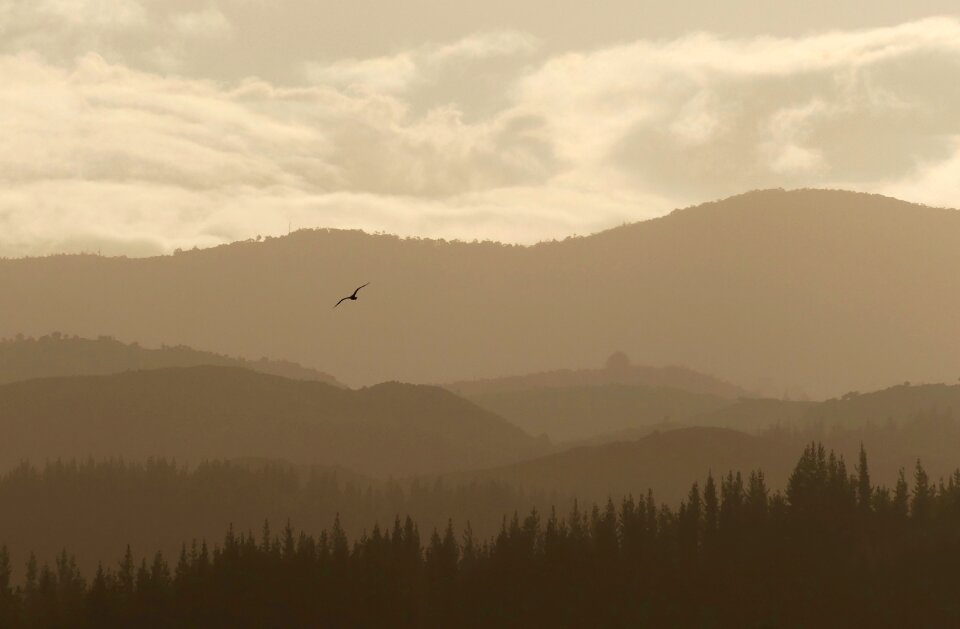 Clouds sky bird