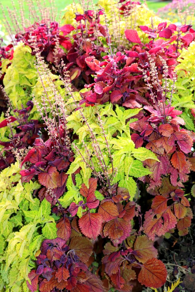 Green nature floral