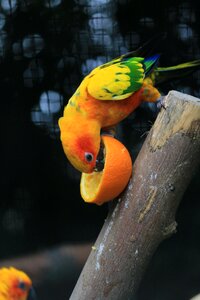 Plumage yellow exotic bird
