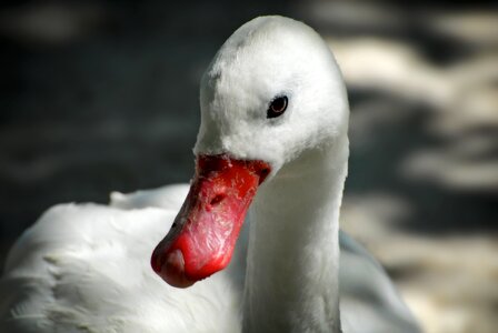 Nature waterfowl ecology photo