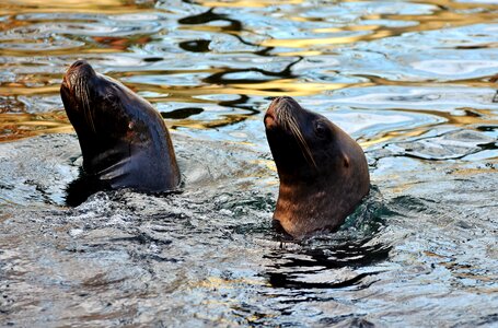 Mammal sea meeresbewohner photo