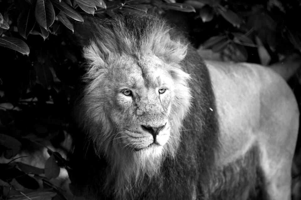 Zoo wildlife nature