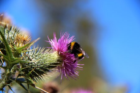 Bloom insect nature