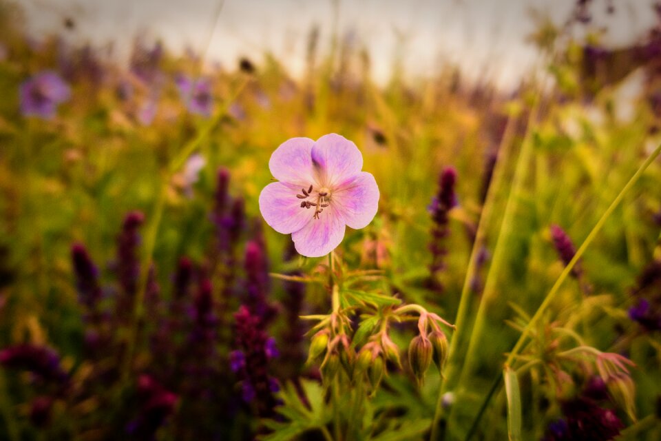 Summer meadow wild flower